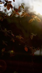 何故か・・切ない