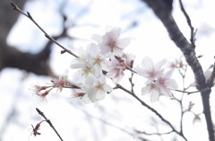 四季桜・・