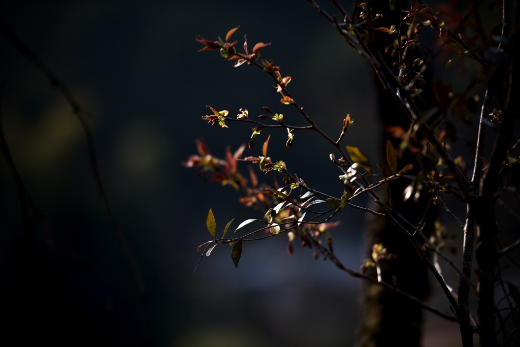 芽吹き
