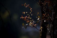 芽吹き