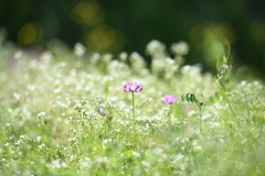 一輪の花