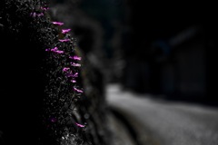 道端の花
