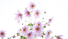 冬の花