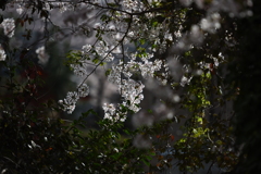 冷々たる桜