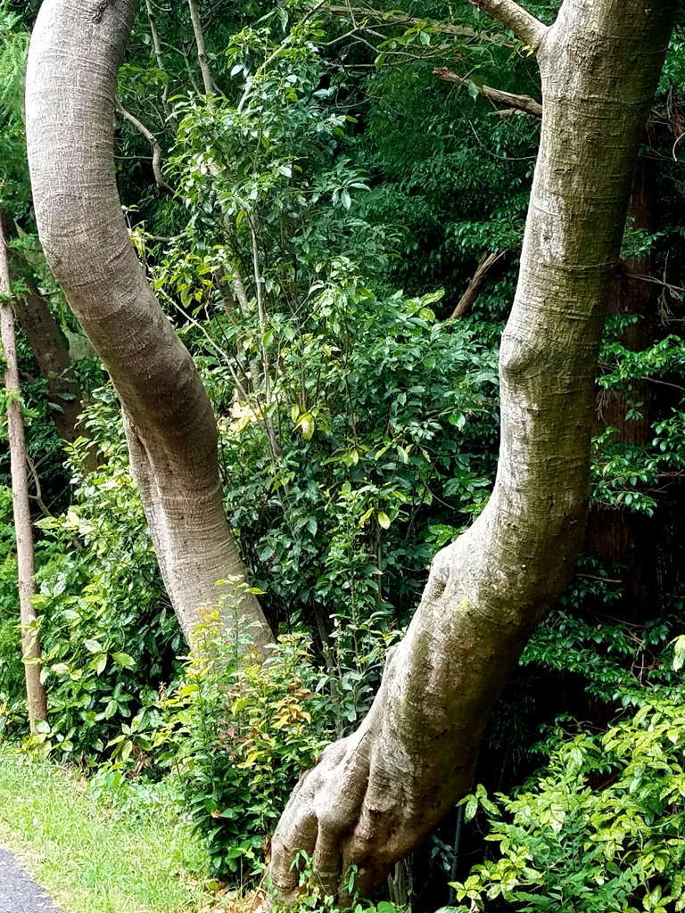 気になる木