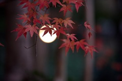 月華の如く