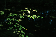 蒼然たる池の畔