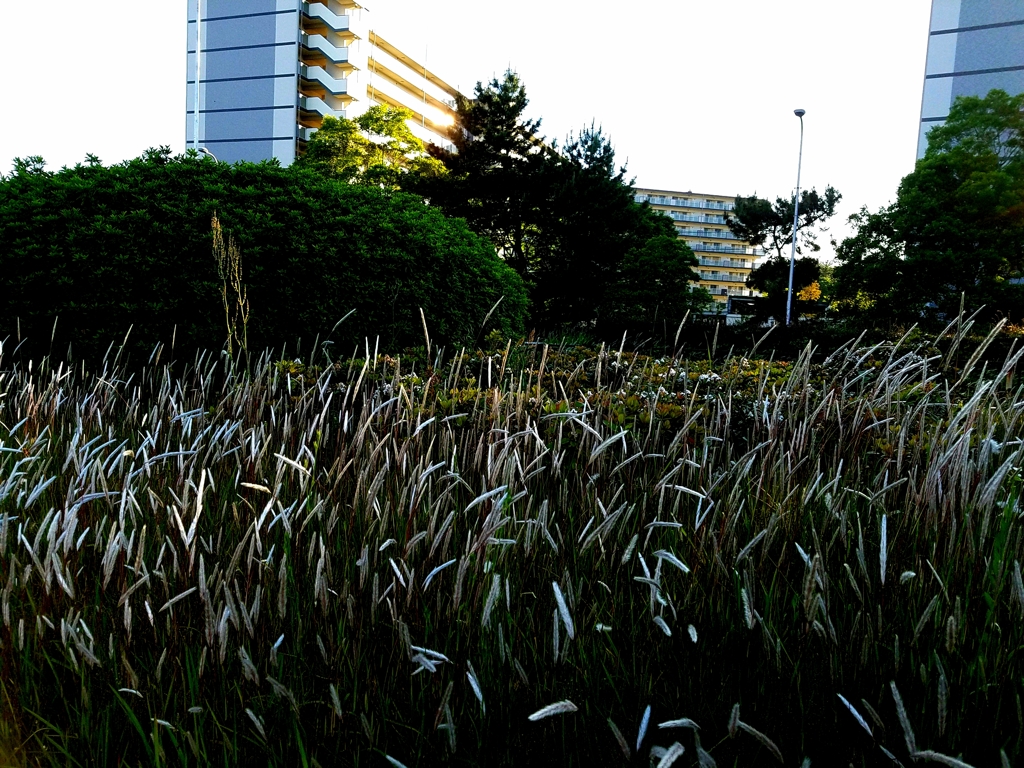 道ばたの雑草