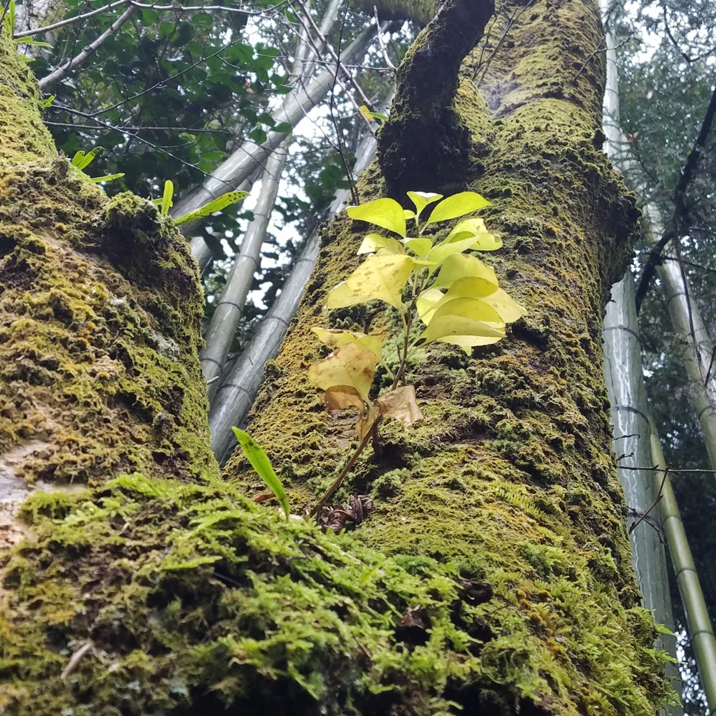 苔を纏う大木