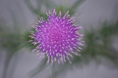 花火のように・・梅雨時