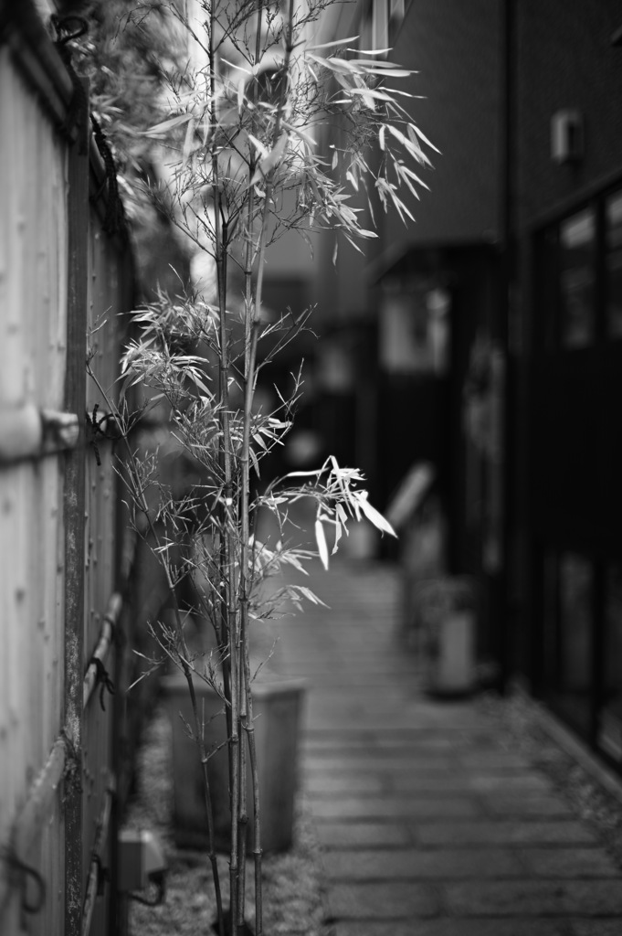 静かな露地