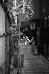 静かな露地