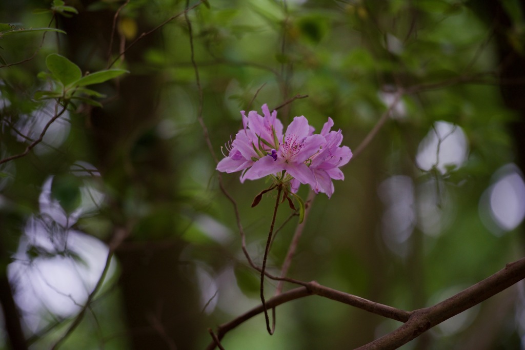 柳緑花紅
