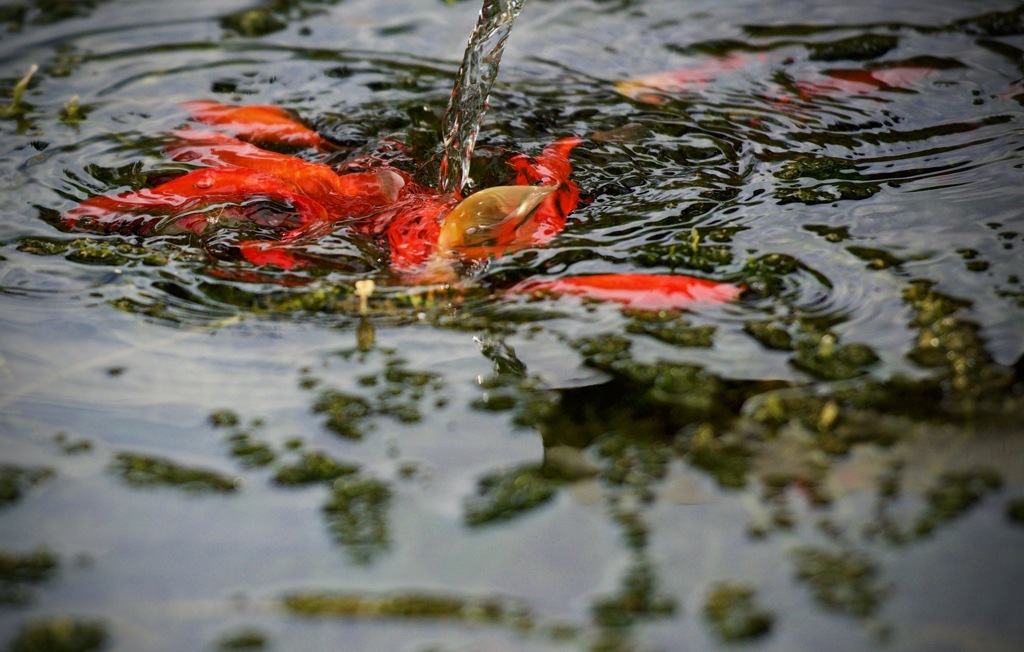 水面に踊る金魚