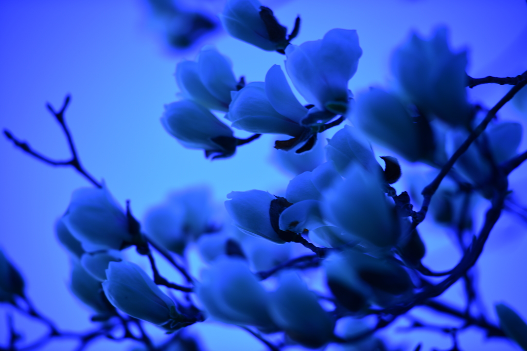 蒼の静けさ