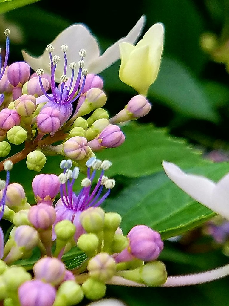 ぼんやり..紫陽花