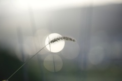 ぼんやりと・・故郷想う
