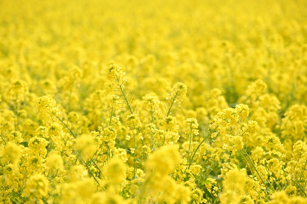 菜の花畑