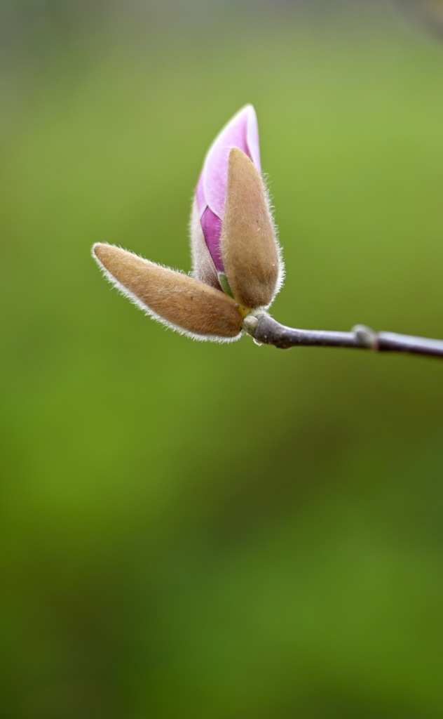 芽吹き