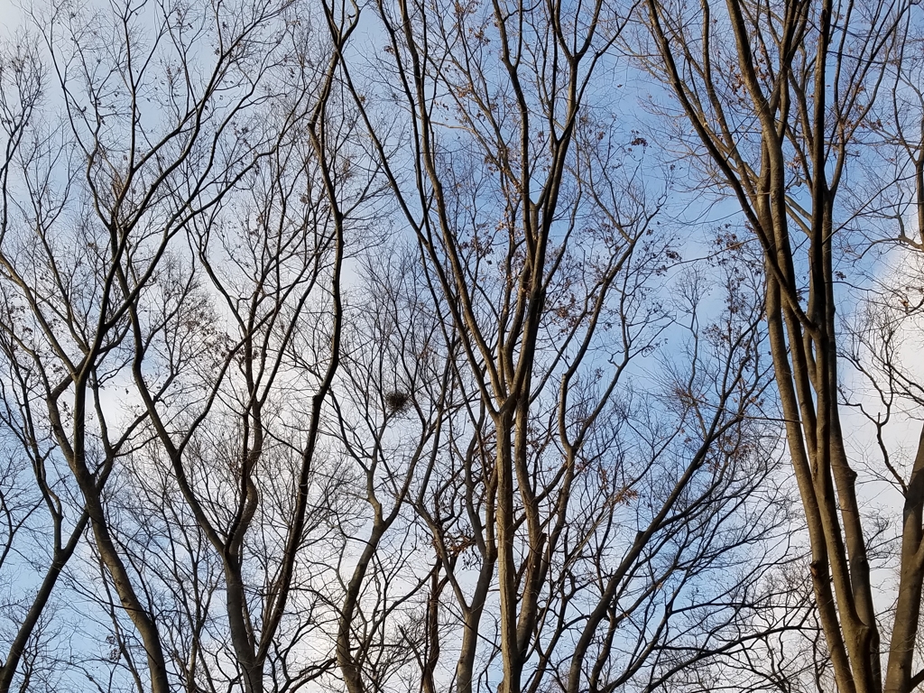 冬しか見えない..鳥の巣