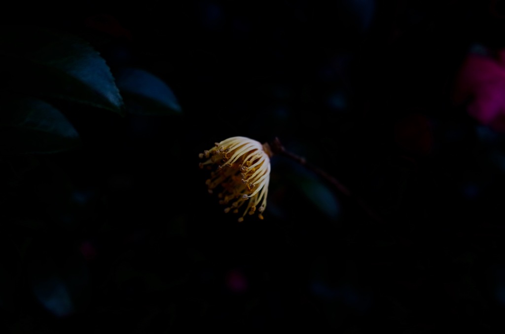 Last  glow