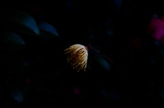 Last  glow