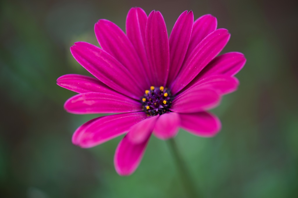 一輪の花