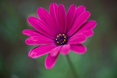 一輪の花