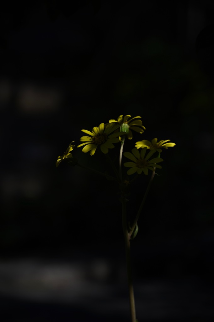 黄色い花