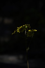 黄色い花