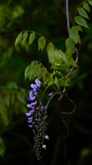 野山に咲く　藤の花