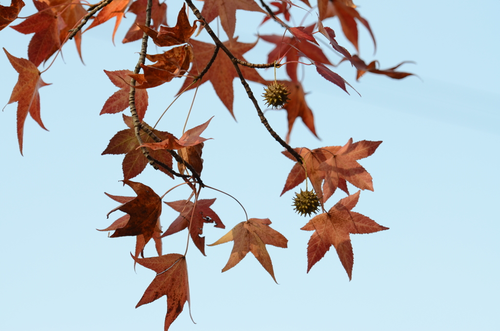 紅葉