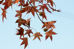 紅葉