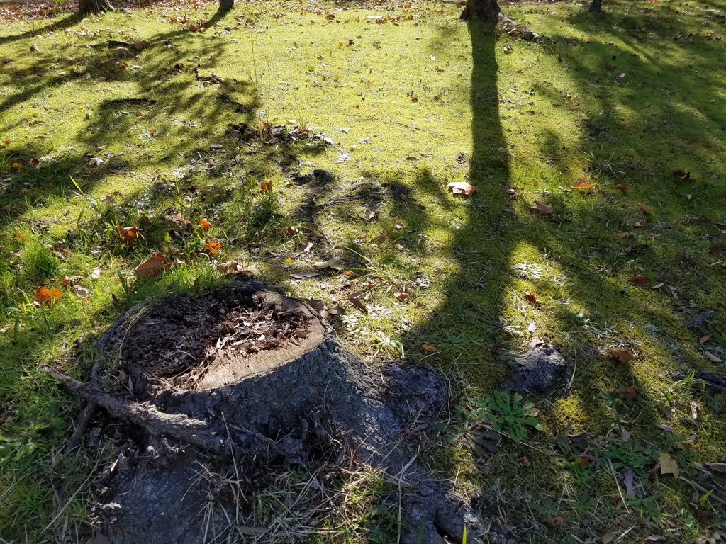 苔に映える_shadow