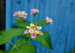 故郷に咲く花