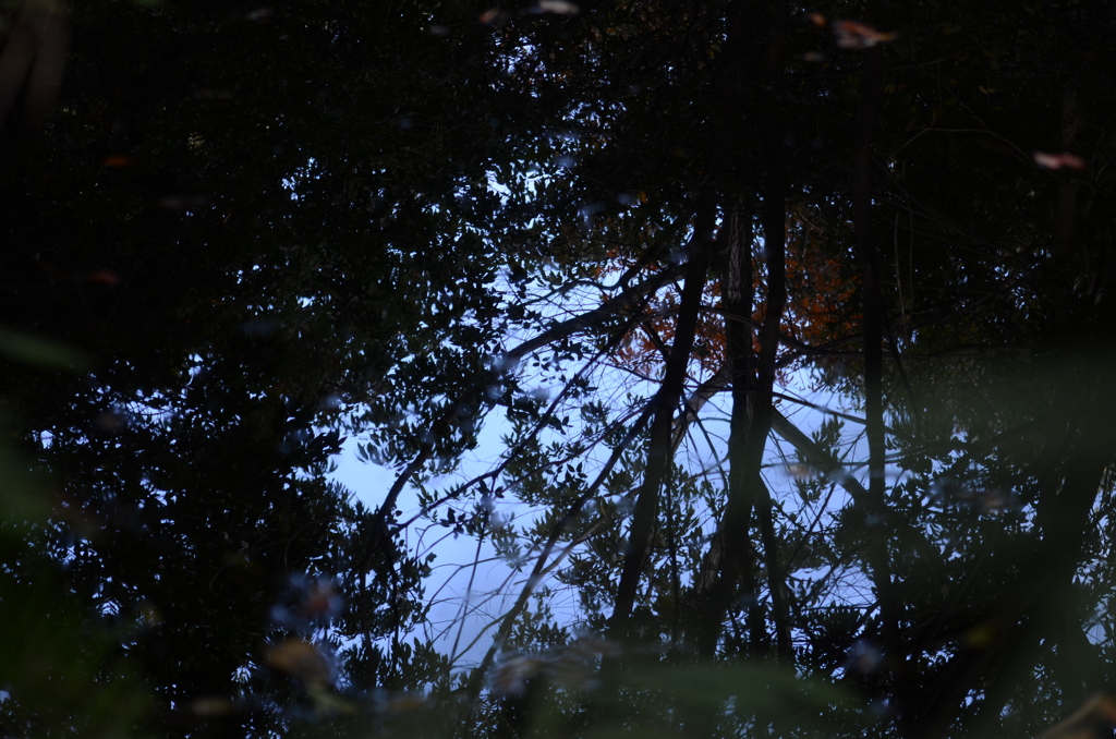 秋澄む池の水鏡