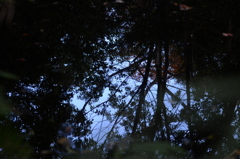 秋澄む池の水鏡