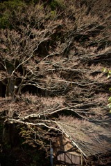 躍動の森