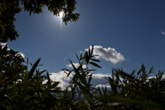 蒼い空