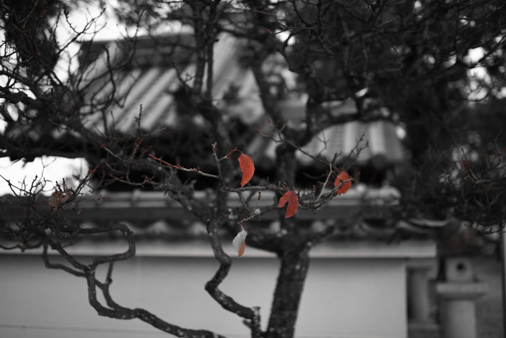 役目を終え・・散る