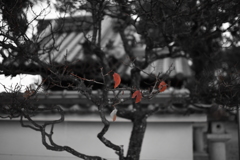 役目を終え・・散る