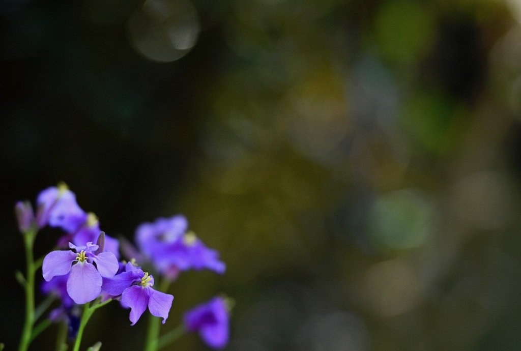 うす紫の花