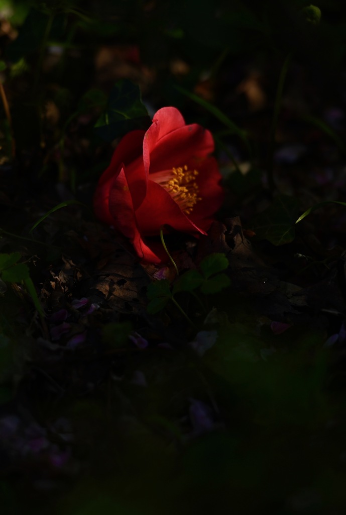 大地に咲く紅いの華