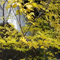山吹色..ってこんな色
