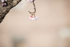 春の報せ