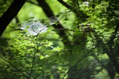 Green ３