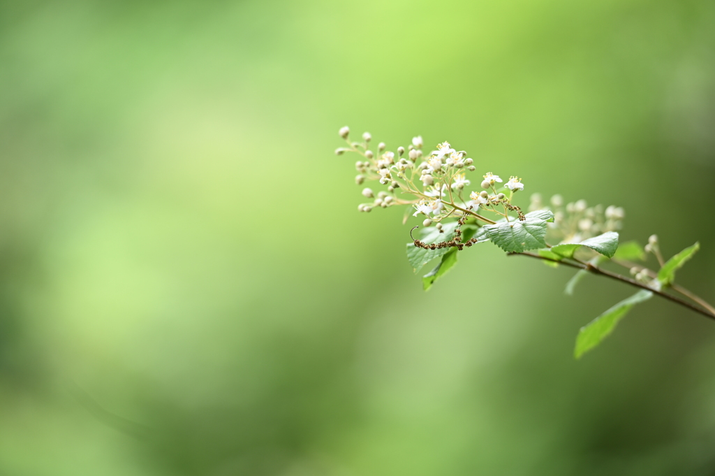 花咲く道