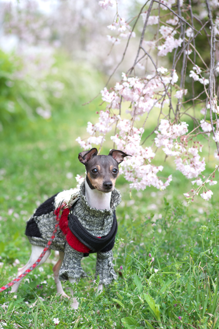 小型犬 日本テリア のクチコミ掲示板