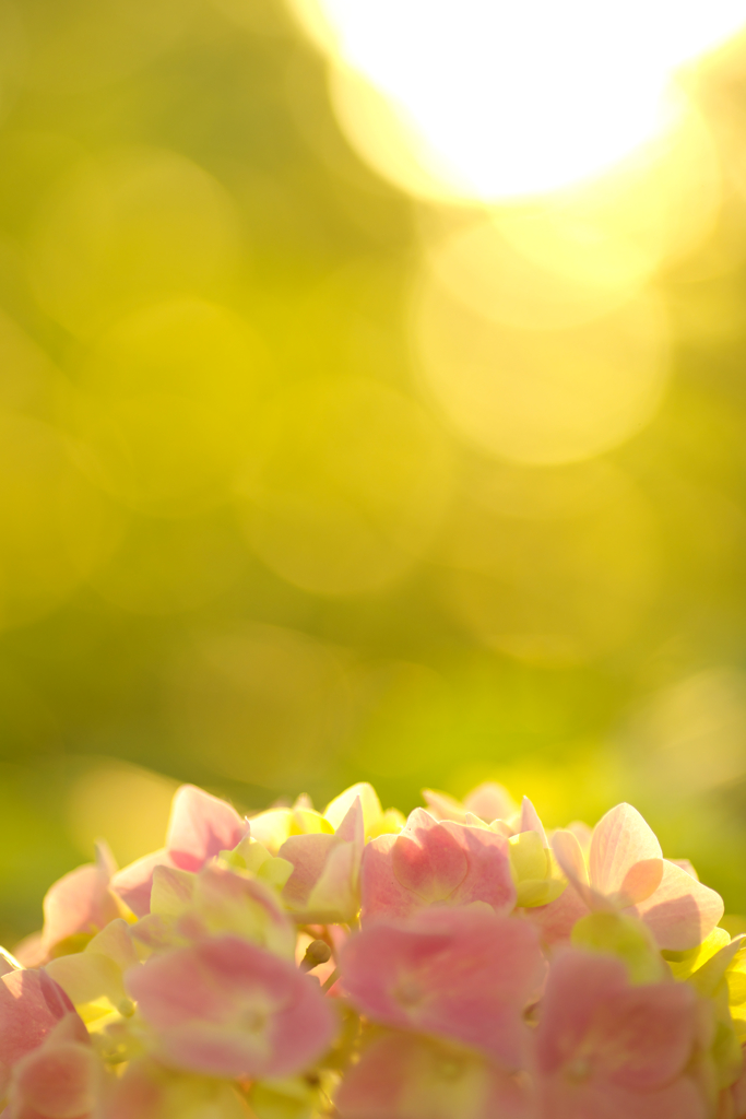 紫陽花