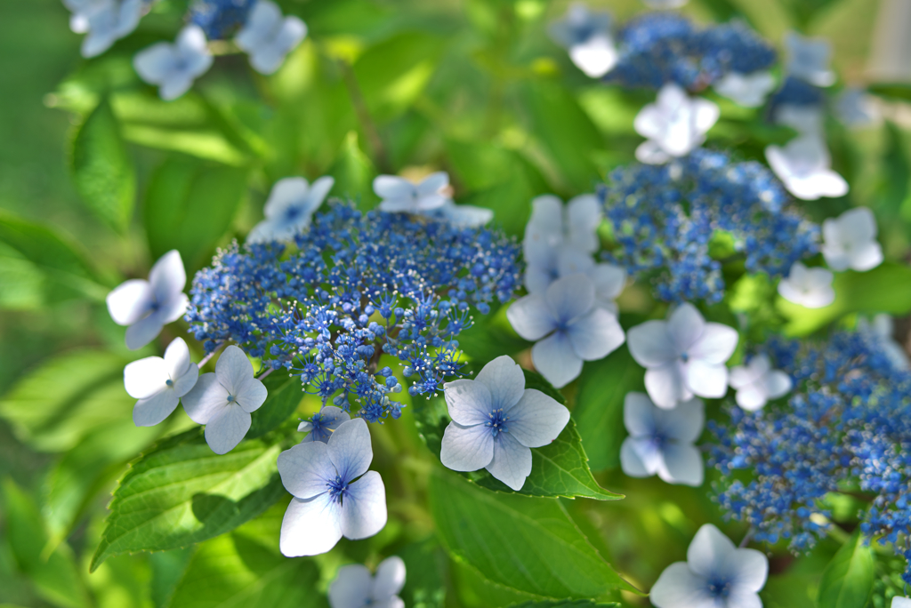 紫陽花